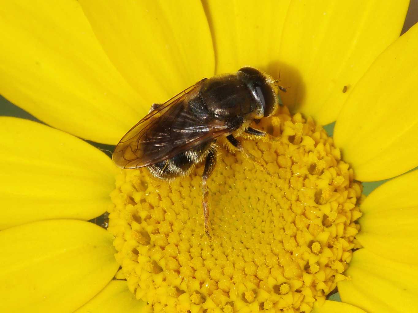Piccolo syrphidae: Merodon sp.